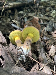 Cyanoboletus pulverulentus