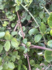 Rubus ulmifolius