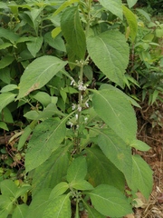 Paraphlomis intermedia