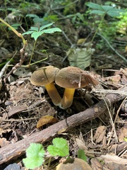 Cyanoboletus pulverulentus