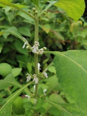 Paraphlomis intermedia