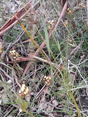 Diuris corymbosa