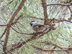 Poecile sclateri
