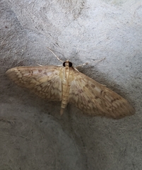 Herpetogramma pertextalis