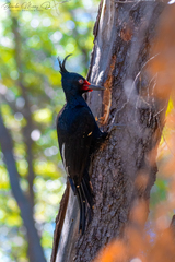 Campephilus magellanicus