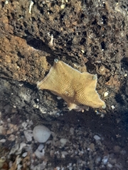 Patiriella regularis