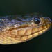 Florida Green Watersnake - Photo (c) Janson Jones, some rights reserved (CC BY-NC)