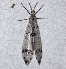 Dendroleon obsoletus