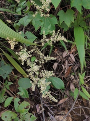 Artemisia anomala