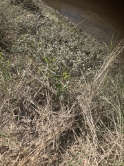 Atriplex prostrata