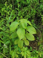 Mussaenda shikokiana