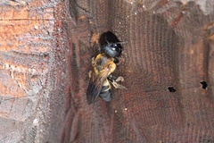 Megachile sculpturalis