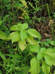 Mussaenda shikokiana