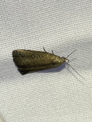 Macrochilo orciferalis