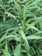 Persicaria punctata