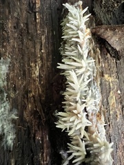 Radulomyces copelandii