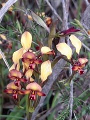 Diuris corymbosa