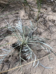 Cirsium pitcheri