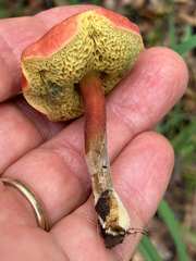 Hortiboletus