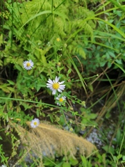 Aster indicus