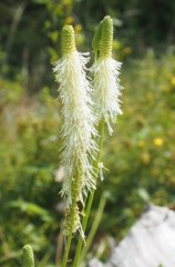 Sanguisorba canadensis
