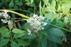 Eutrochium purpureum