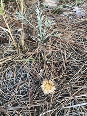 Cirsium pitcheri