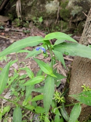 Commelina communis