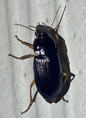 Harpalus