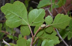 Rhus trilobata