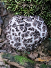 Strobilomyces strobilaceus