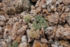 Oreonana clementis