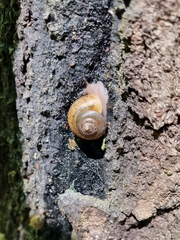 Neohelix albolabris