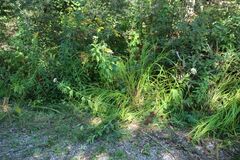 Eutrochium purpureum