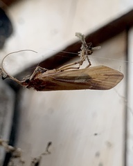 Platycentropus radiatus