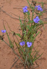 Tradescantia occidentalis