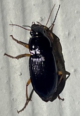 Harpalus