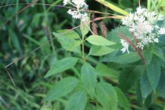 Eutrochium purpureum