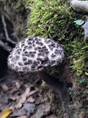 Strobilomyces strobilaceus