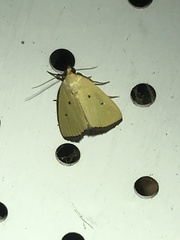Marimatha nigrofimbria