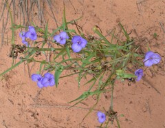 Tradescantia occidentalis