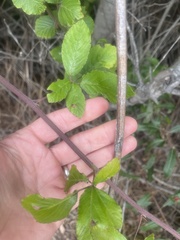 Rubus ulmifolius