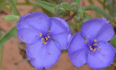Tradescantia occidentalis