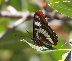 Limenitis lorquini