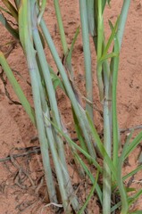 Tradescantia occidentalis