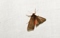 Phragmatobia fuliginosa