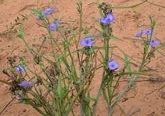 Tradescantia occidentalis