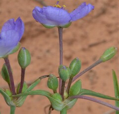 Tradescantia occidentalis