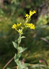 Solidago ulmifolia
