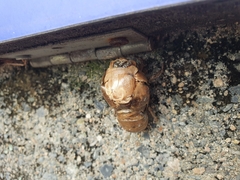 Cryptotympana atrata